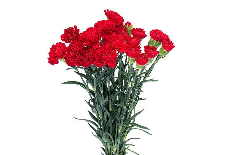 Hình ảnh hoa cẩm chướng đỏ nở rộ