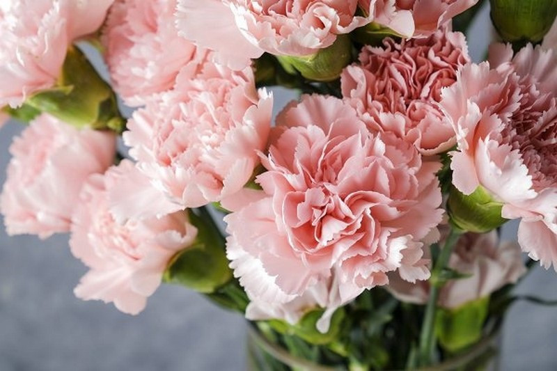 Hình ảnh hoa cẩm chướng hồng và trắng kết hợp