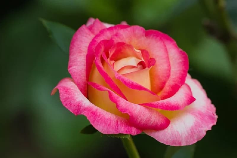 Hình ảnh hoa hồng nhiều màu sắc nở rộ