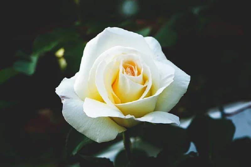 Hình ảnh hoa hồng nhung đỏ sẫm