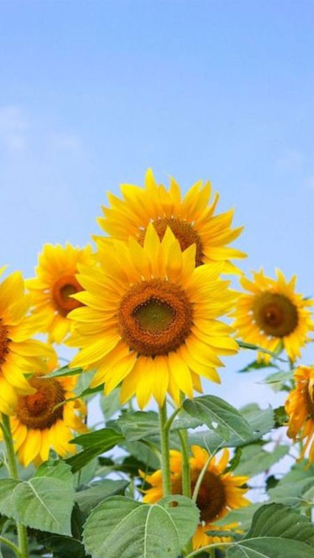 Hình ảnh hoa hướng dương đang nở rộ trên nền trời xanh