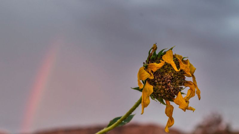 Hình ảnh hoa hướng dương úa tàn, biểu tượng của sự kết thúc và nỗi buồn