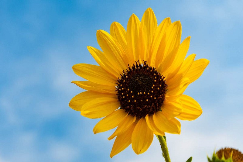 Hình ảnh hoa hướng dương với nền trời xanh