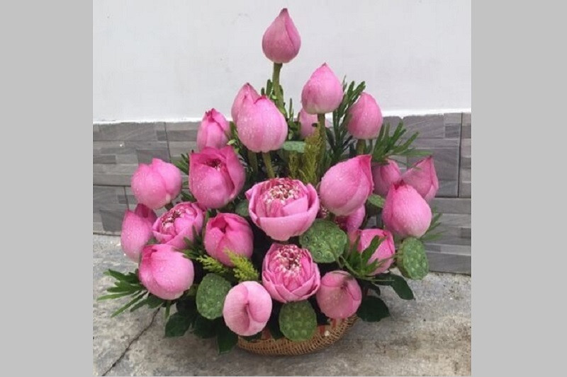 Hình ảnh hoa sen trắng đẹp trên nền nước