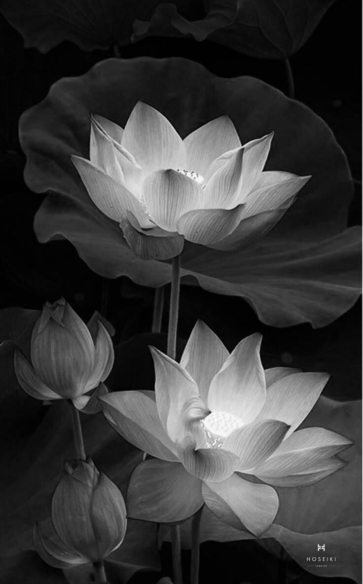 Hình ảnh hoa sen trắng nở giữa khung cảnh trầm lắng, biểu tượng tiễn biệt