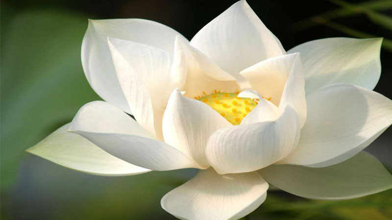 Hình ảnh hoa sen trắng tinh khôi vươn lên từ mặt nước