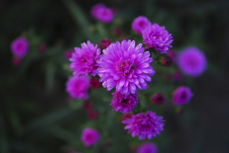 Hình ảnh hoa thạch thảo trắng tinh khôi kết hợp lá xanh