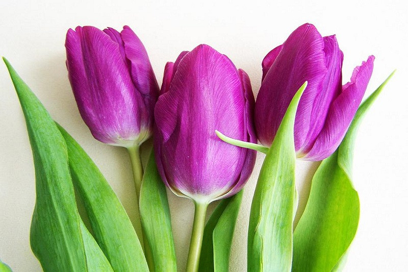 Hình ảnh hoa tulip trắng tinh khôi