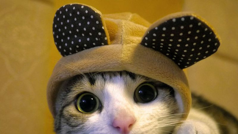 Hình ảnh mèo con đang nghịch ngợm