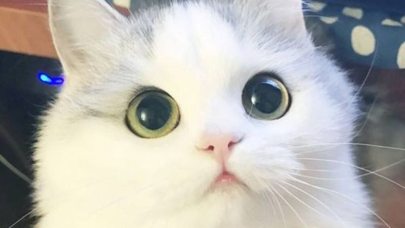 Hình ảnh mèo con ngủ say đáng yêu