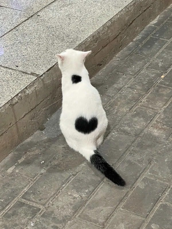 Hình ảnh mèo cute phong cách chibi ngồi giữa các biểu tượng trái tim