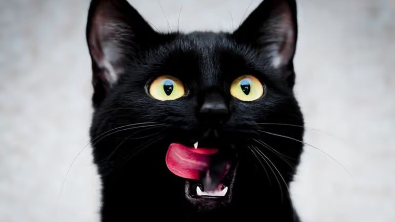 Hình ảnh mèo đen cute nhìn xa xăm