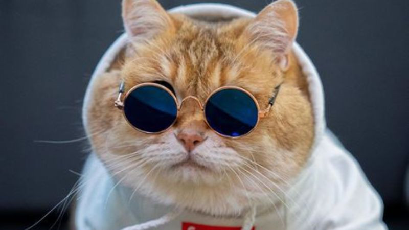 Hình ảnh mèo đeo kính râm cool ngầu