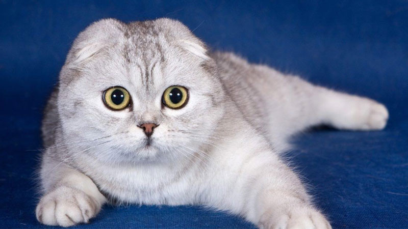 Hình ảnh mèo ngầu Abyssinian với bộ lông lốm đốm và dáng vẻ nhanh nhẹn