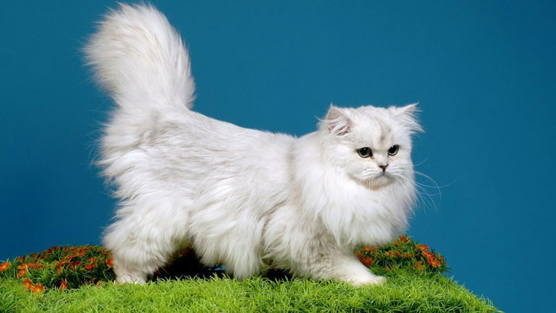 Hình ảnh mèo ngầu Anh lông dài nằm sưởi nắng