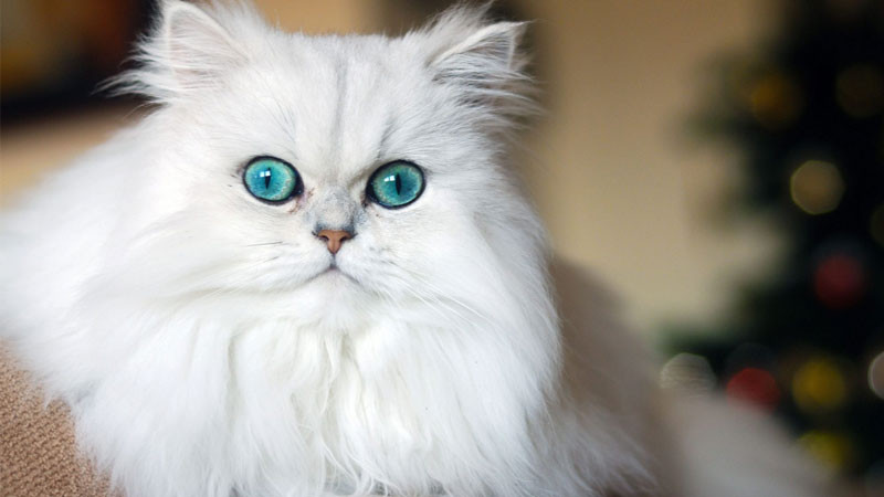 Hình ảnh mèo ngầu Ba Tư nằm nghỉ ngơi trong tư thế thoải mái