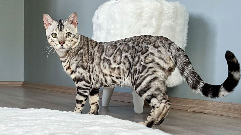 Hình ảnh mèo ngầu Bengal nhìn thẳng vào ống kính đầy tự tin