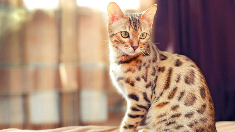 Hình ảnh mèo ngầu Bengal với cơ bắp cuồn cuộn, thể hiện sự năng động