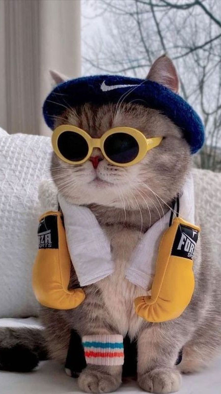 Hình ảnh mèo ngầu đeo kính mắt mèo thực sự