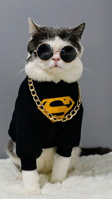Hình ảnh mèo ngầu đeo kính phi công, sẵn sàng cất cánh