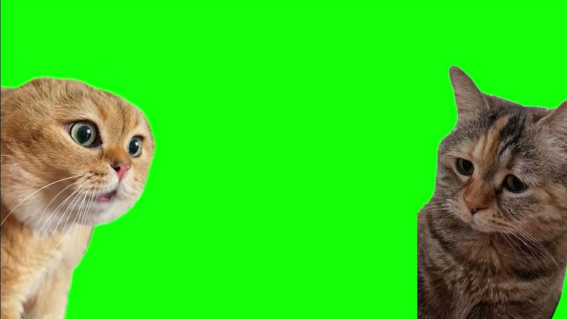 Hình ảnh mèo ngầu meme đang cau mày đầy tức giận