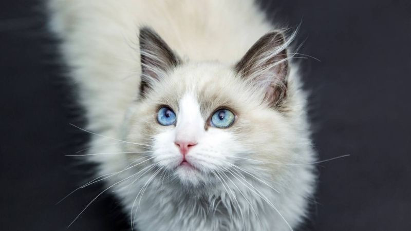 Hình ảnh mèo thể hiện sự dũng cảm