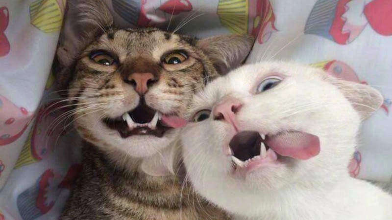 Hình ảnh mèo với hành động khó hiểu gây cười