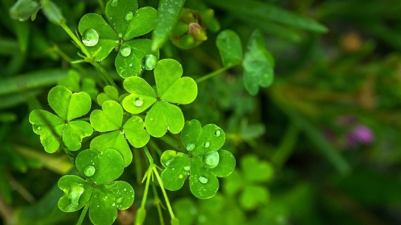 Hình ảnh minh họa cỏ bốn lá với phong cách vẽ tay