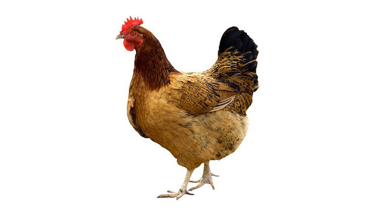 Hình ảnh một chú gà trống đang đứng