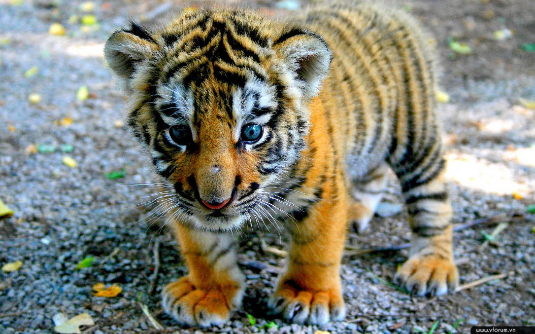 Hình ảnh một chú hổ con nhỏ bé đang đi bộ