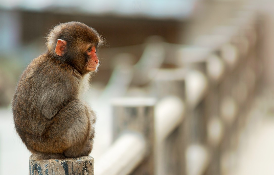 Hình ảnh một chú khỉ ngồi một mình, ánh mắt xa xăm gợi lên cảm giác cô đơn giữa không gian rộng lớn