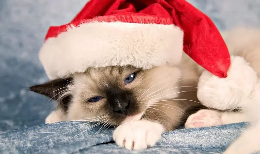 Hình ảnh một chú mèo đang ngồi một mình bên cửa sổ ngắm nhìn cảnh vật Giáng sinh