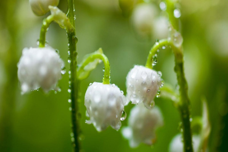 Hình ảnh một chùm hoa linh lan nhỏ treo trên cành