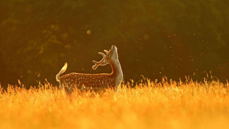 Hình ảnh nai con đứng đơn độc nơi rừng sâu thăm thẳm, gợi cảm giác mong manh và cô lập