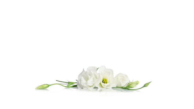 Hình ảnh nền trắng hoa hồng trắng tinh khôi