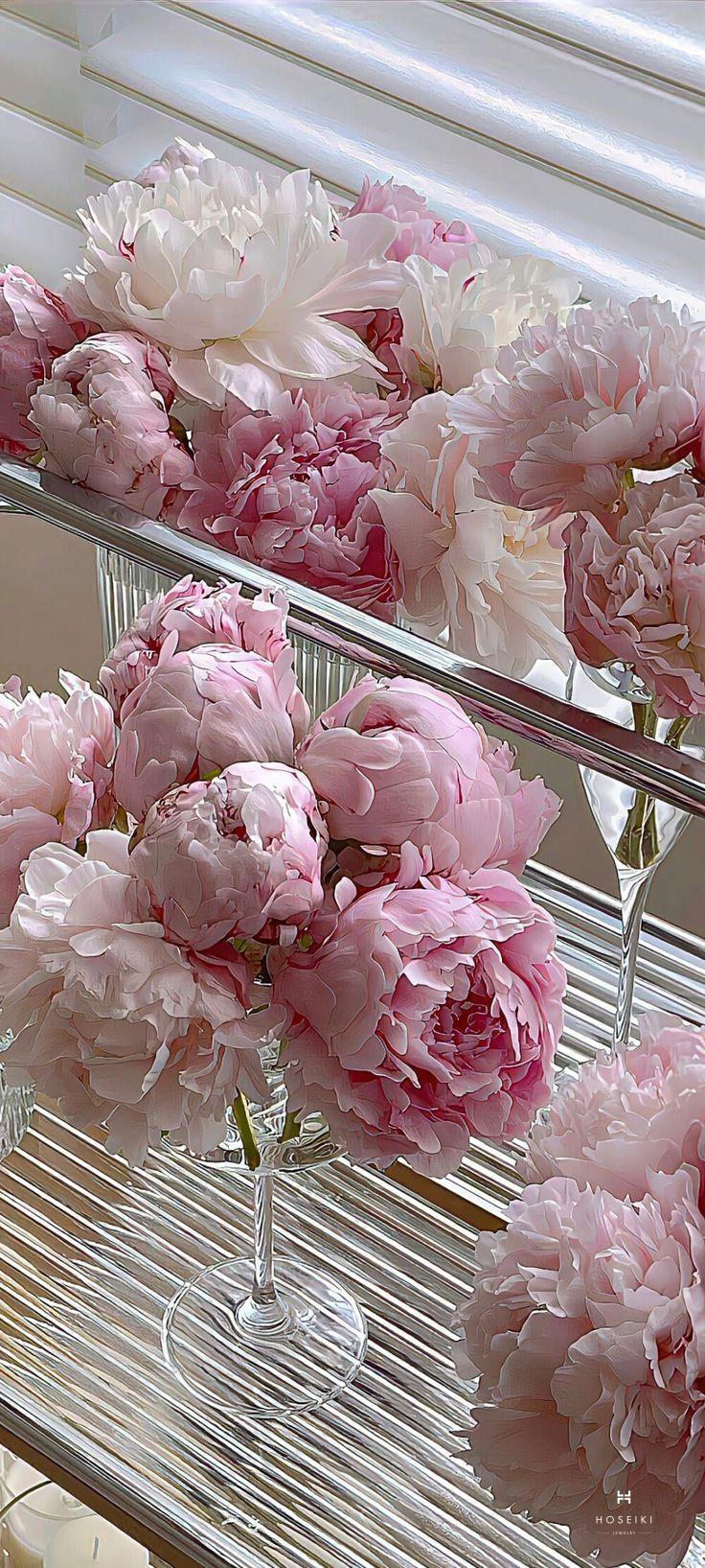 Hình ảnh nhiều bông hoa mẫu đơn đầy màu sắc rực rỡ