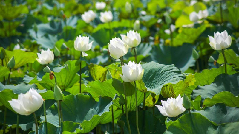 Hình ảnh sen trắng biểu tượng trong nghệ thuật Phật giáo