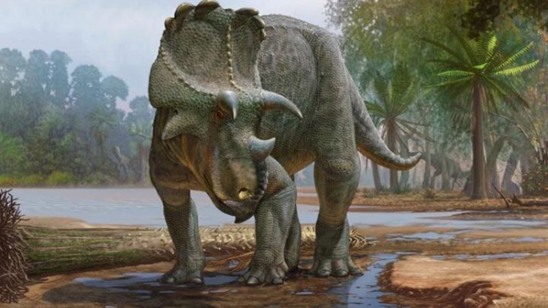 Hình ảnh Triceratops với bộ giáp và sừng phòng thủ