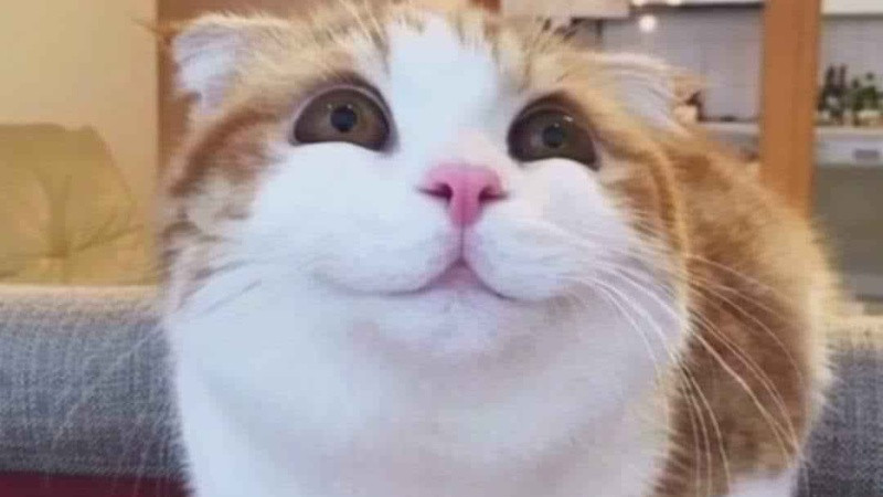 Hình ảnh vui lan tỏa nhanh chóng trên internet