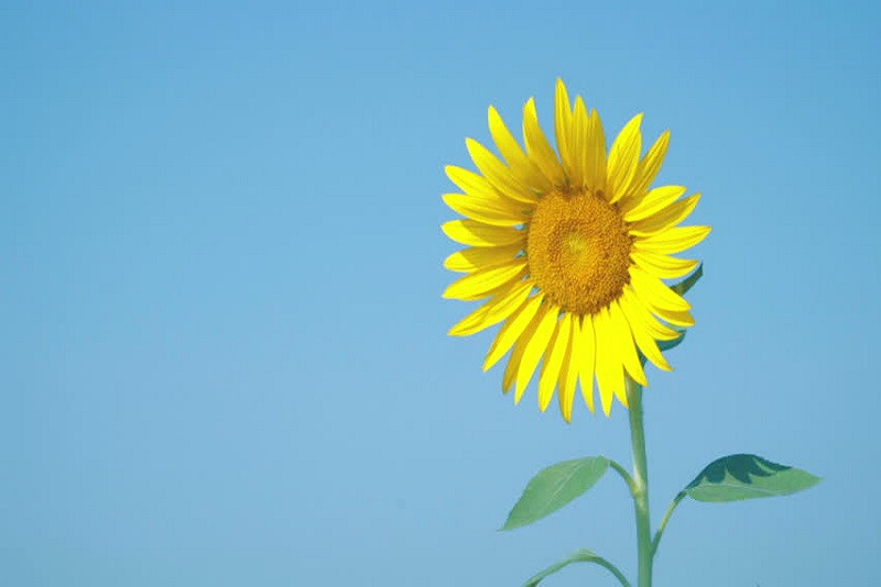 Hình ảnh vườn hoa hướng dương bao la