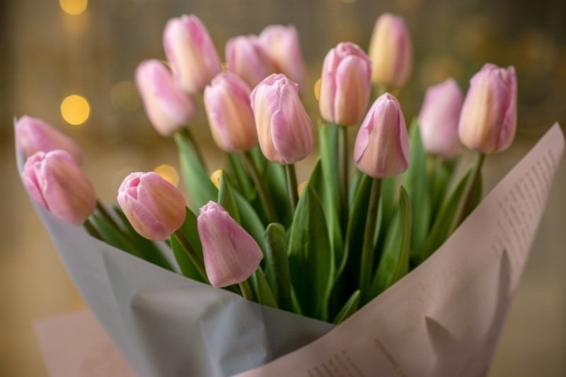 Hình ảnh vườn tulip nhiều màu sắc