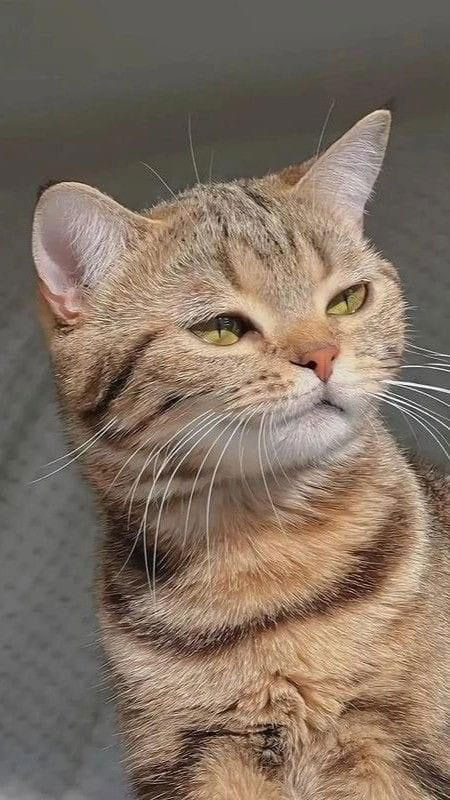 Hình mèo ngầu với bộ lông mượt mà và dáng ngồi oai vệ