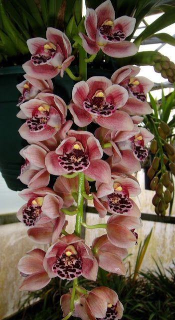 Hình nền bông hoa lan tím và trắng nhạt nổi bật