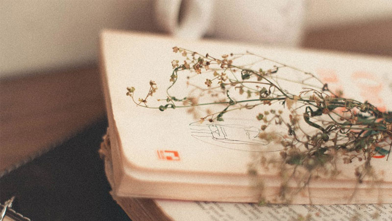 Hình nền cuốn sách mở trên bàn