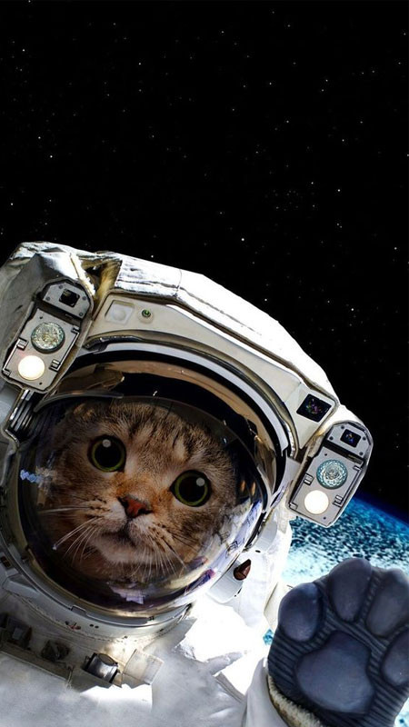 Hình nền cute mèo con đáng yêu