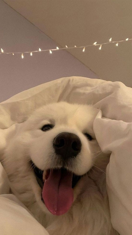 Hình nền cute mèo đang ngủ