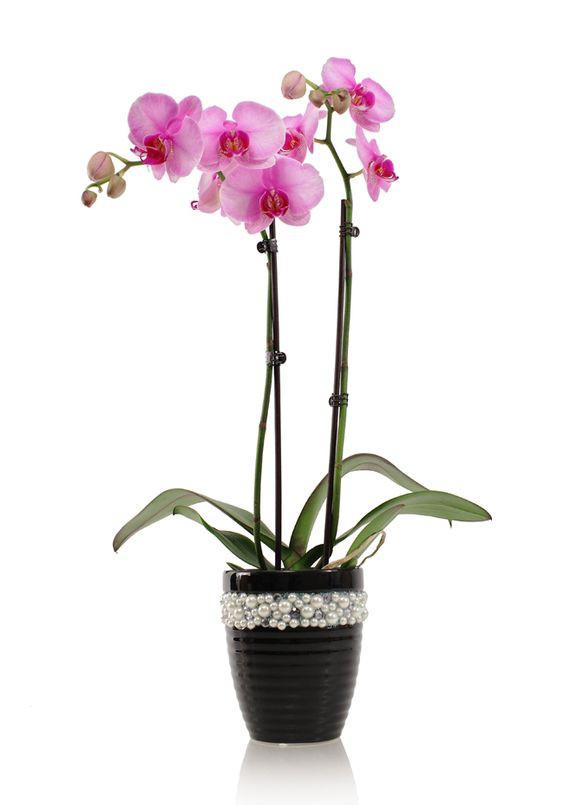 Hình nền điện thoại đơn giản với bông hoa lan trắng