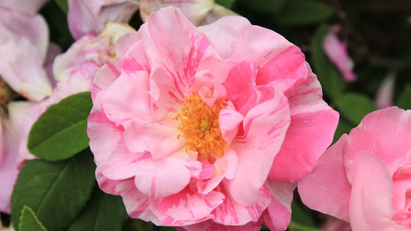 Hình nền hoa cúc họa mi