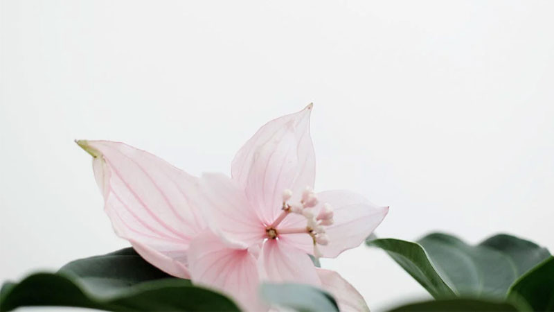 Hình nền hoa đẹp bó hoa hồng