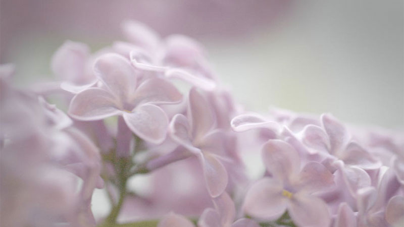 Hình nền hoa đẹp cận cảnh nhụy hoa